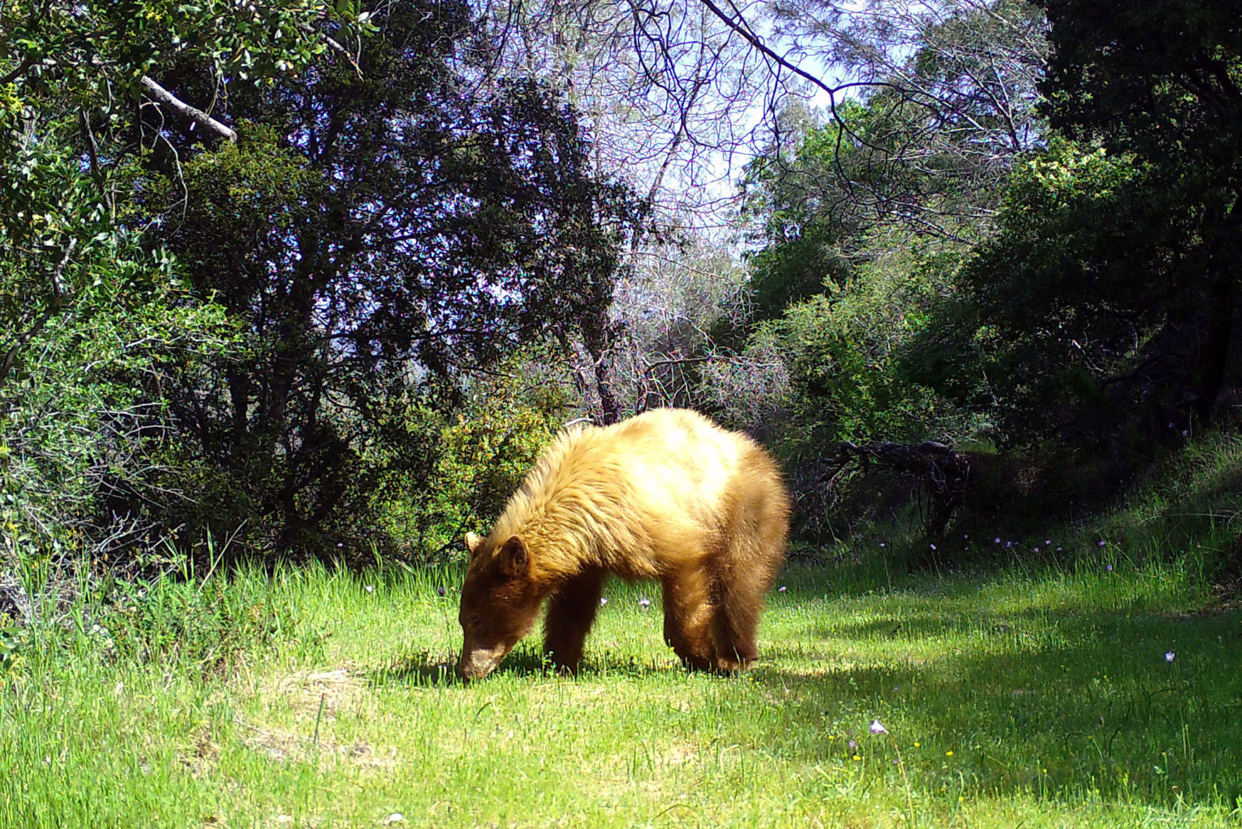 7 Wildlife